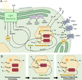 Schematic illustration of beta-cyanobacteria CO2 concentrating mechanism showing carboxysome structure and photosynthesis light reactions