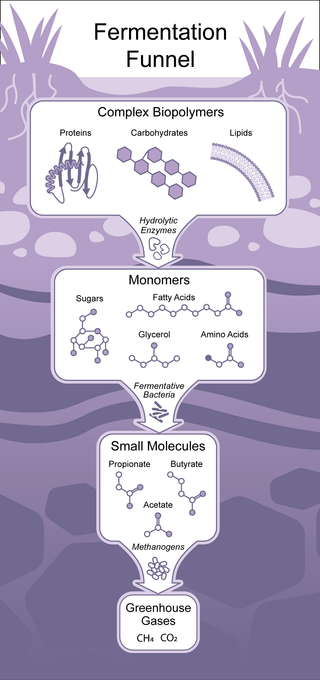 Schematic illustration showing breakdown of macromolecules during anoxic metabolism and fermentation processes