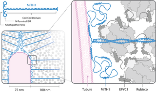 Pyrenoid Membrane Organization - Proposed mechanism for how MITH1 generates the membrane-within-condensate architecture of the pyrenoid for the Martin Jonikas Lab at Princeton.