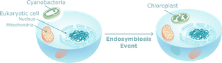 Educational illustration of endosymbiosis theory showing bacterial engulfment and evolution of mitochondria and chloroplasts in eukaryotic cells