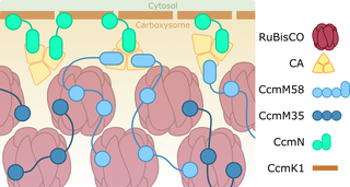 Detailed scientific illustration of beta-cyanobacterial carboxysome lumen showing RuBisCO enzymes and internal protein components