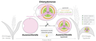 Pyrenoid Bioengineering - Overview schematic for proposed pyrenoid engineering for the Martin Jonikas Lab at Princeton.