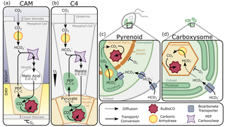 Comparative diagram showing carbon dioxide CO2 concentrating mechanisms across plants algae and cyanobacteria with cellular pathways