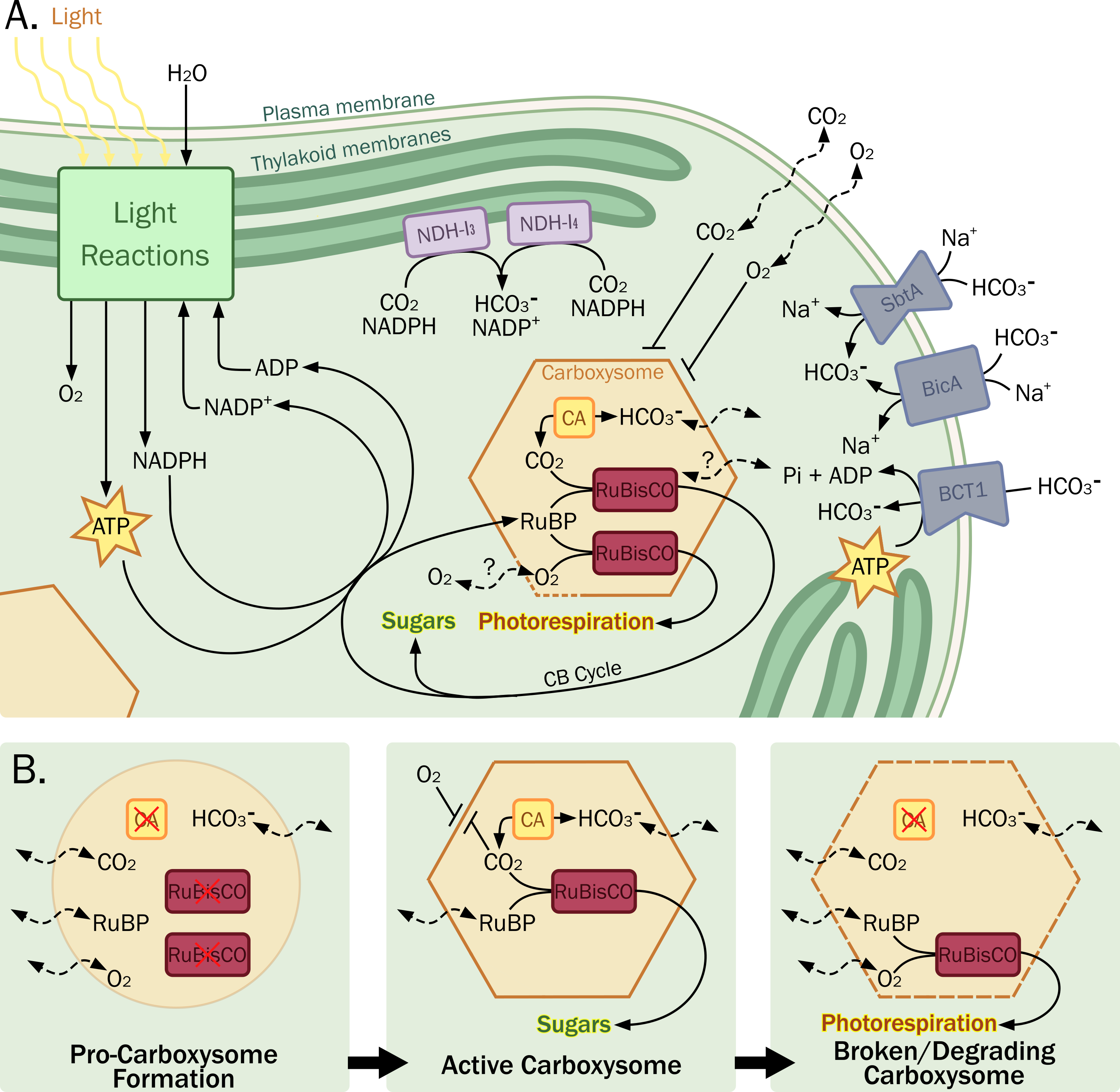 Cyanobacterial Carbon Concentrating Mechanism