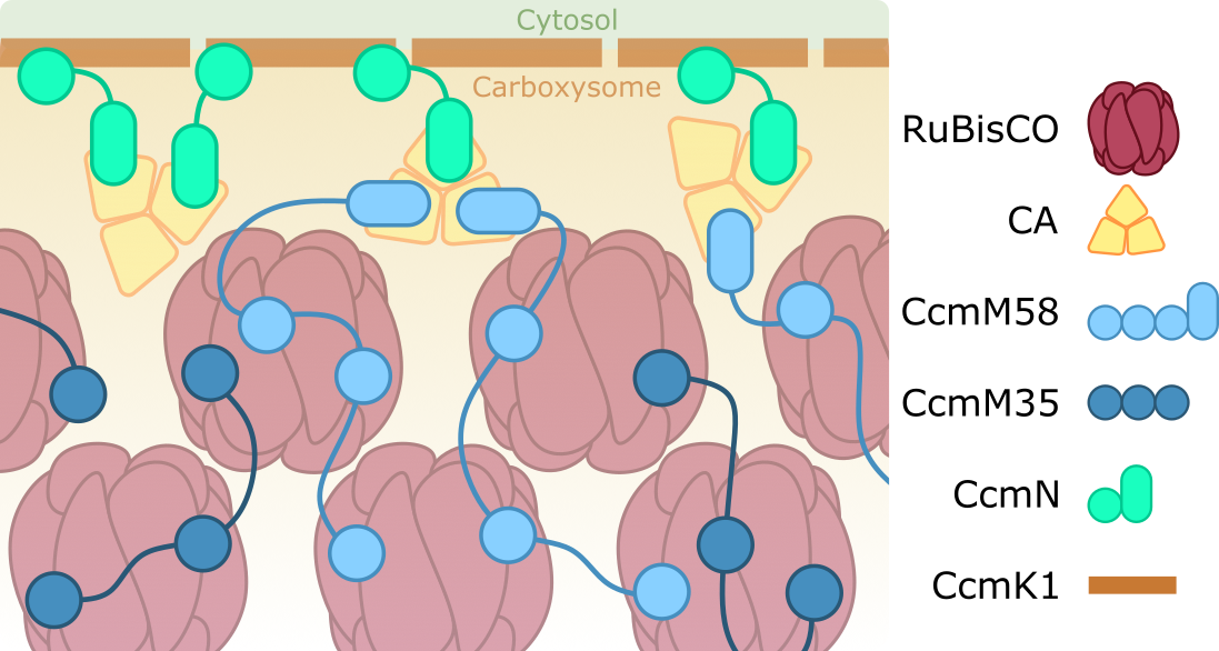 Carboxysome Lumen