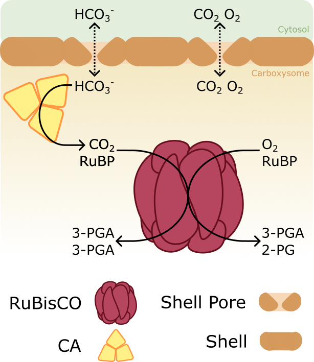 Carboxysome Shell Permeability