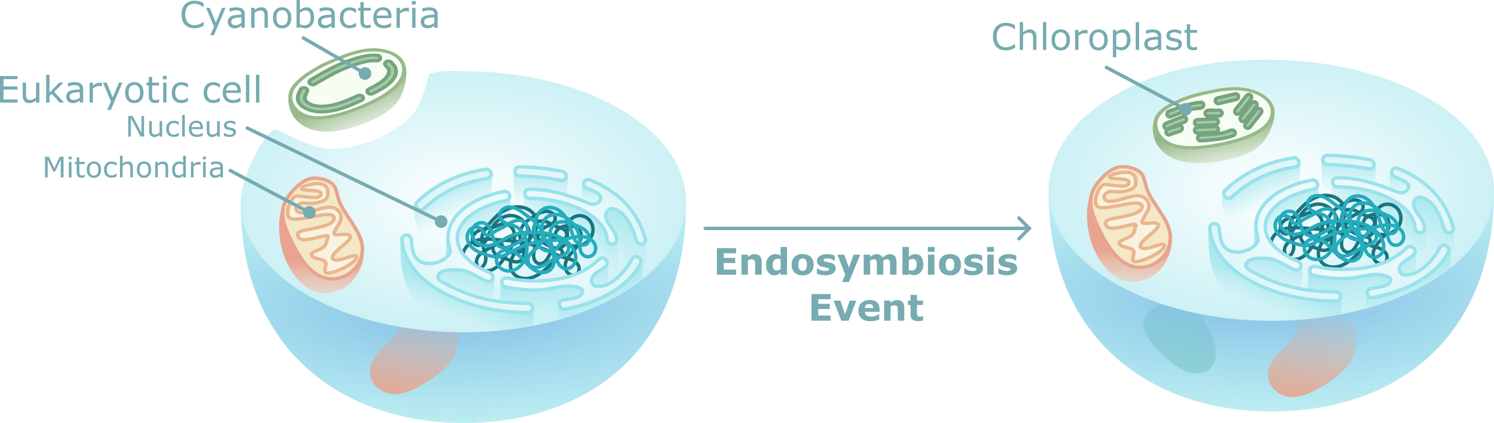 Endosymbiosis Theory